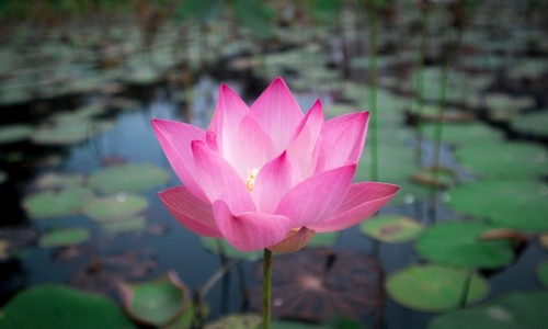 北瓜花的吃法-北瓜花怎么做好吃法大全窍门、北瓜花怎么炒最简单 -北瓜花怎么做好吃法大全网