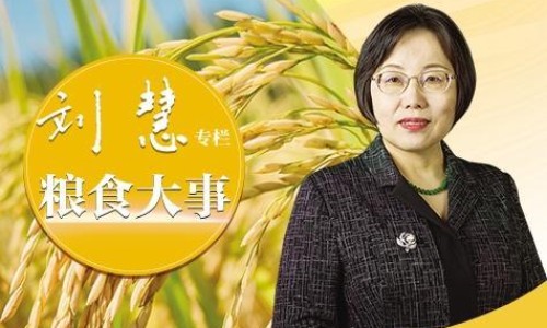 北瓜花的吃法-北瓜花怎么做好吃法大全窍门、北瓜花怎么炒最简单 -北瓜花怎么做好吃法大全网
