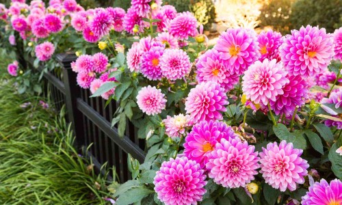 北瓜花怎么吃最养生-北瓜花怎么做好吃法大全窍门、北瓜花怎么炒最简单 -北瓜花怎么做好吃法大全网